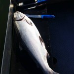 Columbia River Salmon Fishing